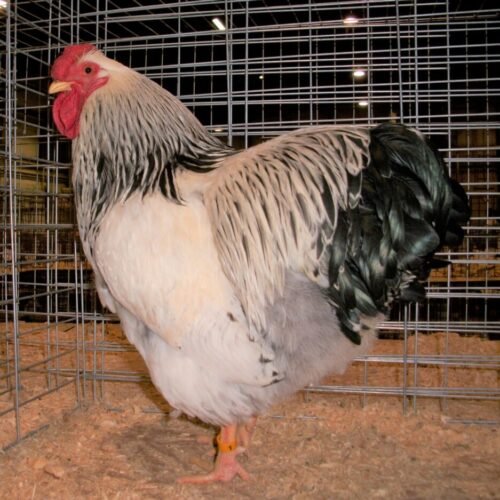 Available Columbian Wyandotte Chicken