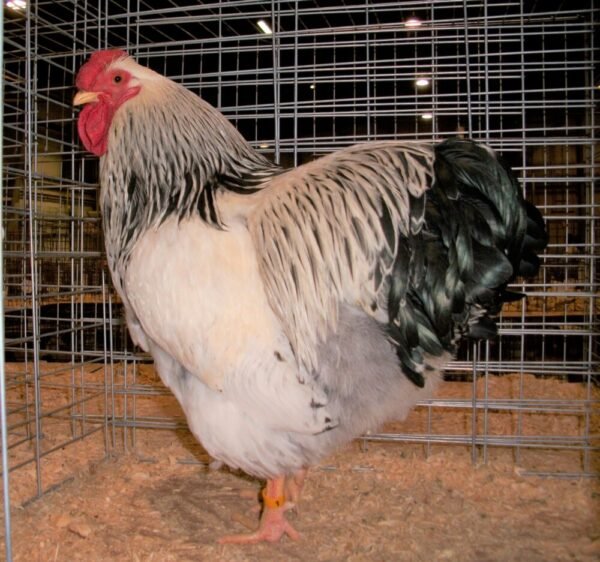 Columbian-Wyandotte-scaled-1-1000x937 Available Columbian Wyandotte Chicken