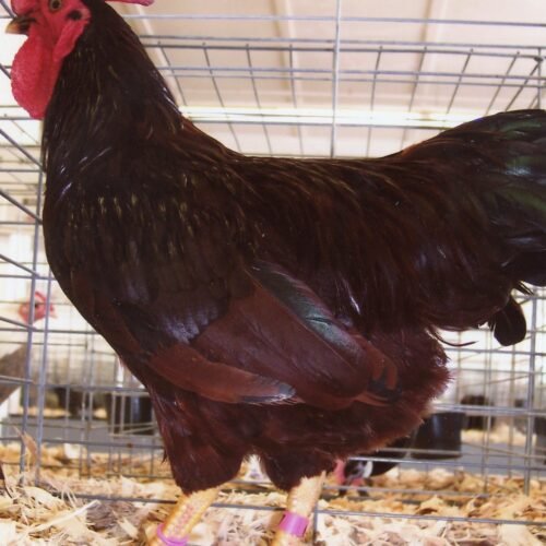 Buy Bantam chickens